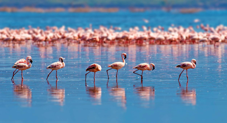 Flamants roses de l'&eacute;tang du M&eacute;jean