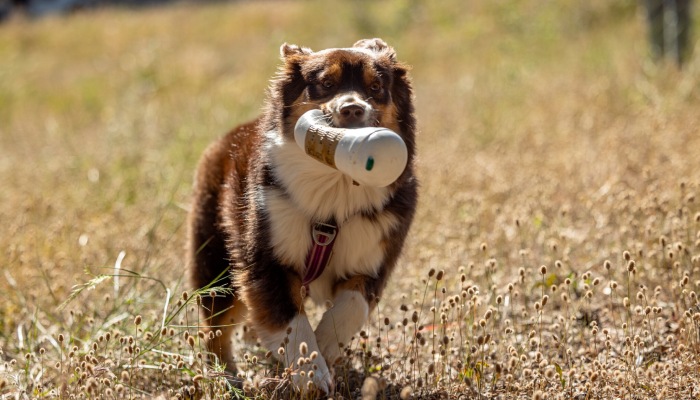Chien joue &agrave; Lattes dans l'H&eacute;rault
